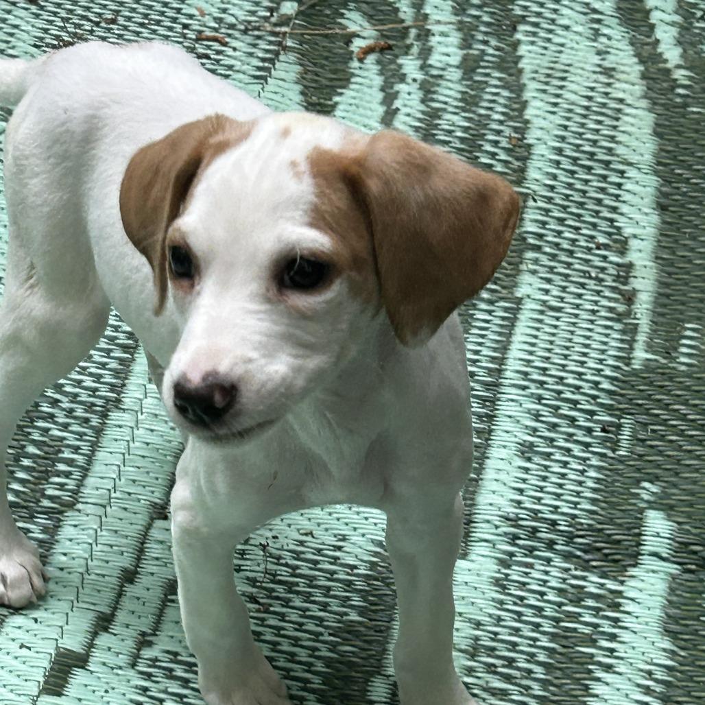 Lily (puppy), a Adoptable mixed breed in Richmond, VA image 1/6