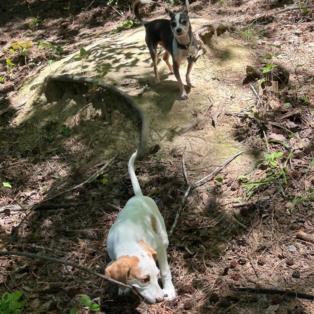 Enlarge Lily (puppy), a Adoptable mixed breed in Richmond, VA image 2/5