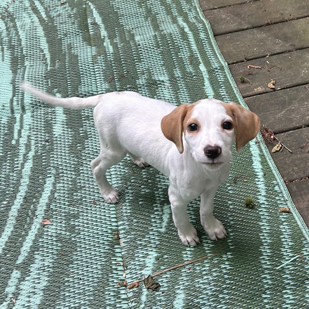 Lily (puppy), a Adoptable mixed breed in Richmond, VA image 2/6