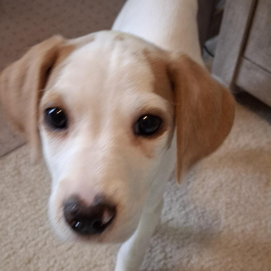 Lily (puppy), a Adoptable mixed breed in Richmond, VA image 3/6