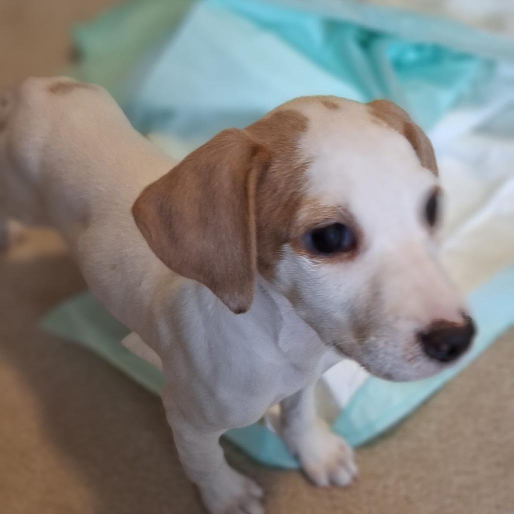 Lily (puppy), a Adoptable mixed breed in Richmond, VA image 4/6