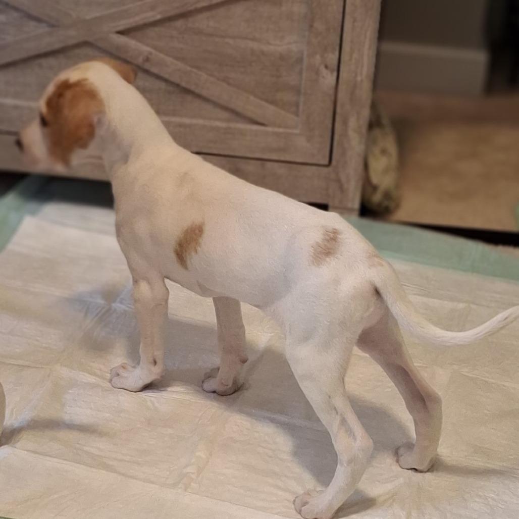 Lily (puppy), a Adoptable mixed breed in Richmond, VA image 5/6