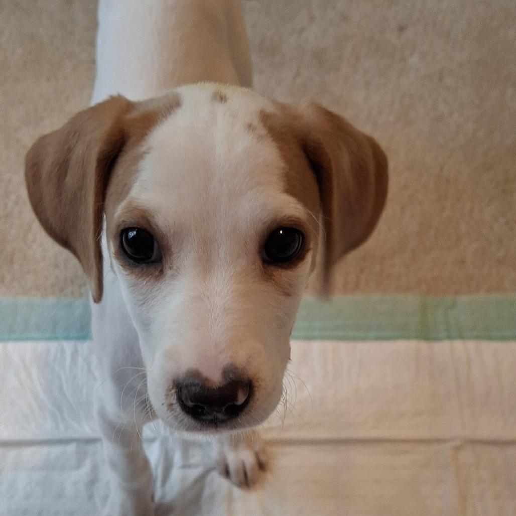 Lily (puppy), a Adoptable mixed breed in Richmond, VA image 6/6