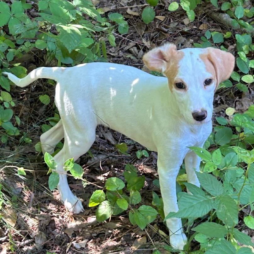 Enlarge Lily (puppy), a Adoptable mixed breed in Richmond, VA image 5/5