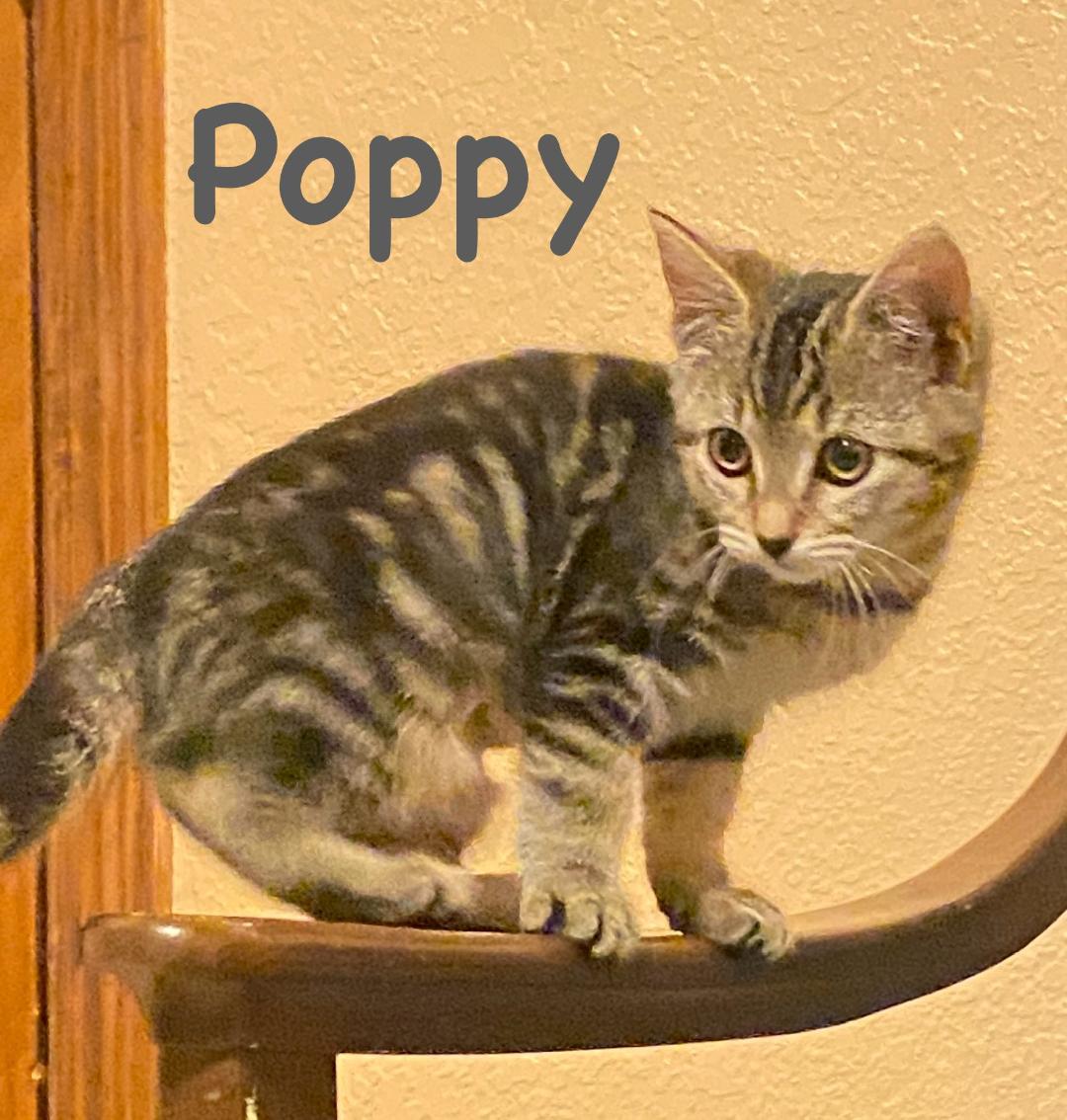 Poppy