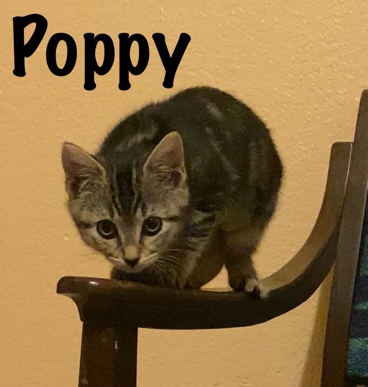 Poppy