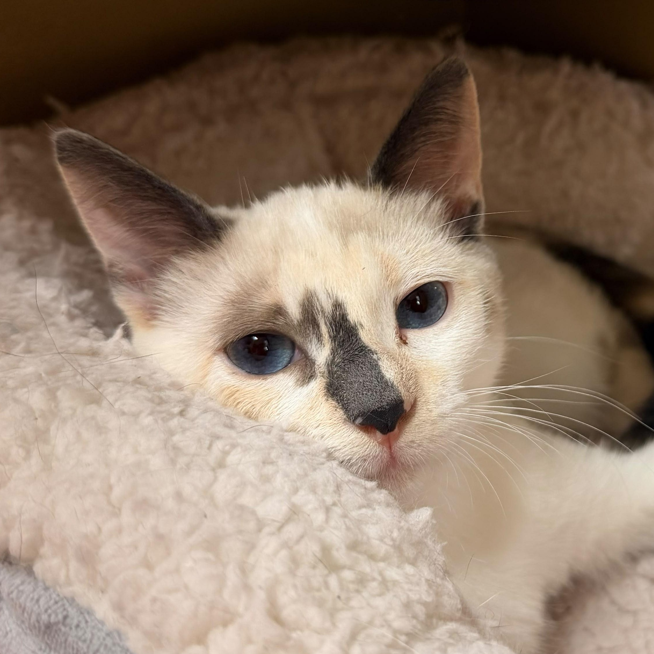 Enlarge Trini, a Adoptable Siamese in Santa Ana, CA image 1/6