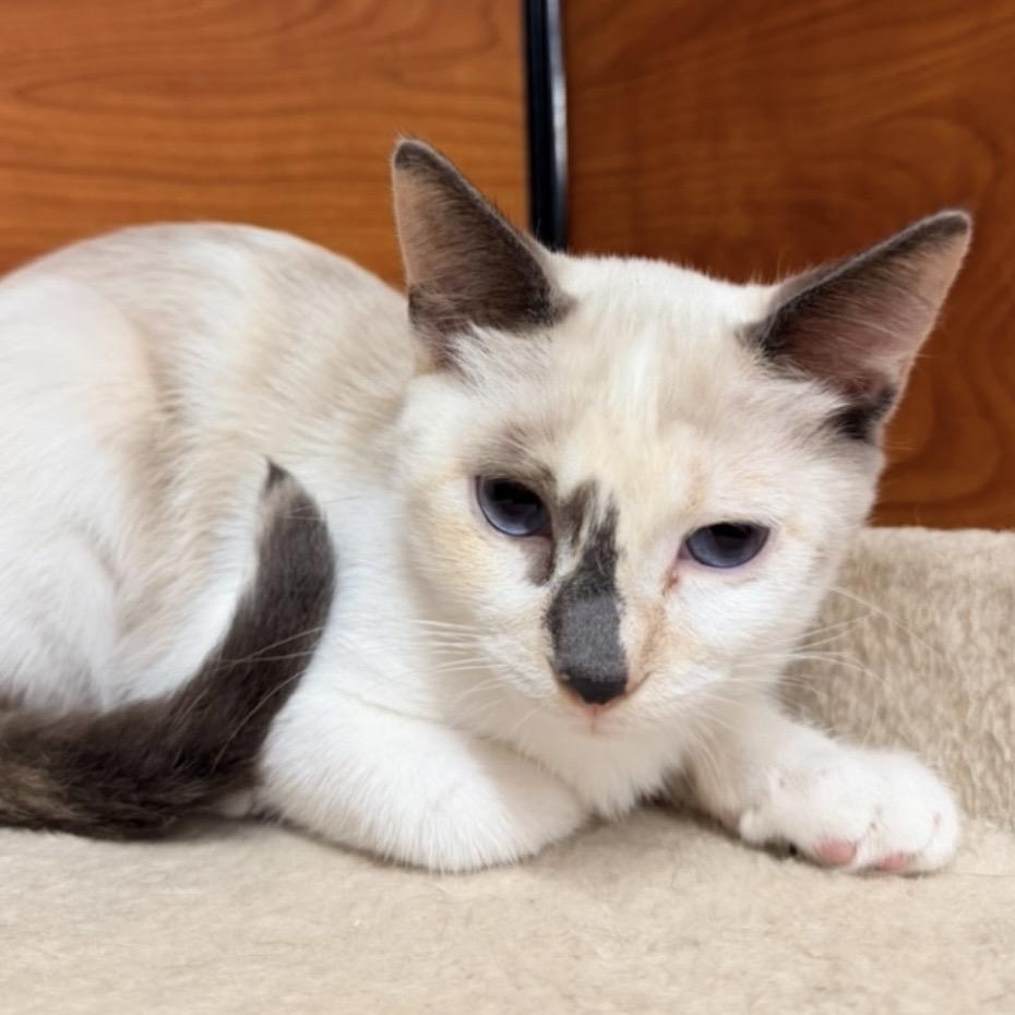 Enlarge Trini, a Adoptable Siamese in Santa Ana, CA image 4/6