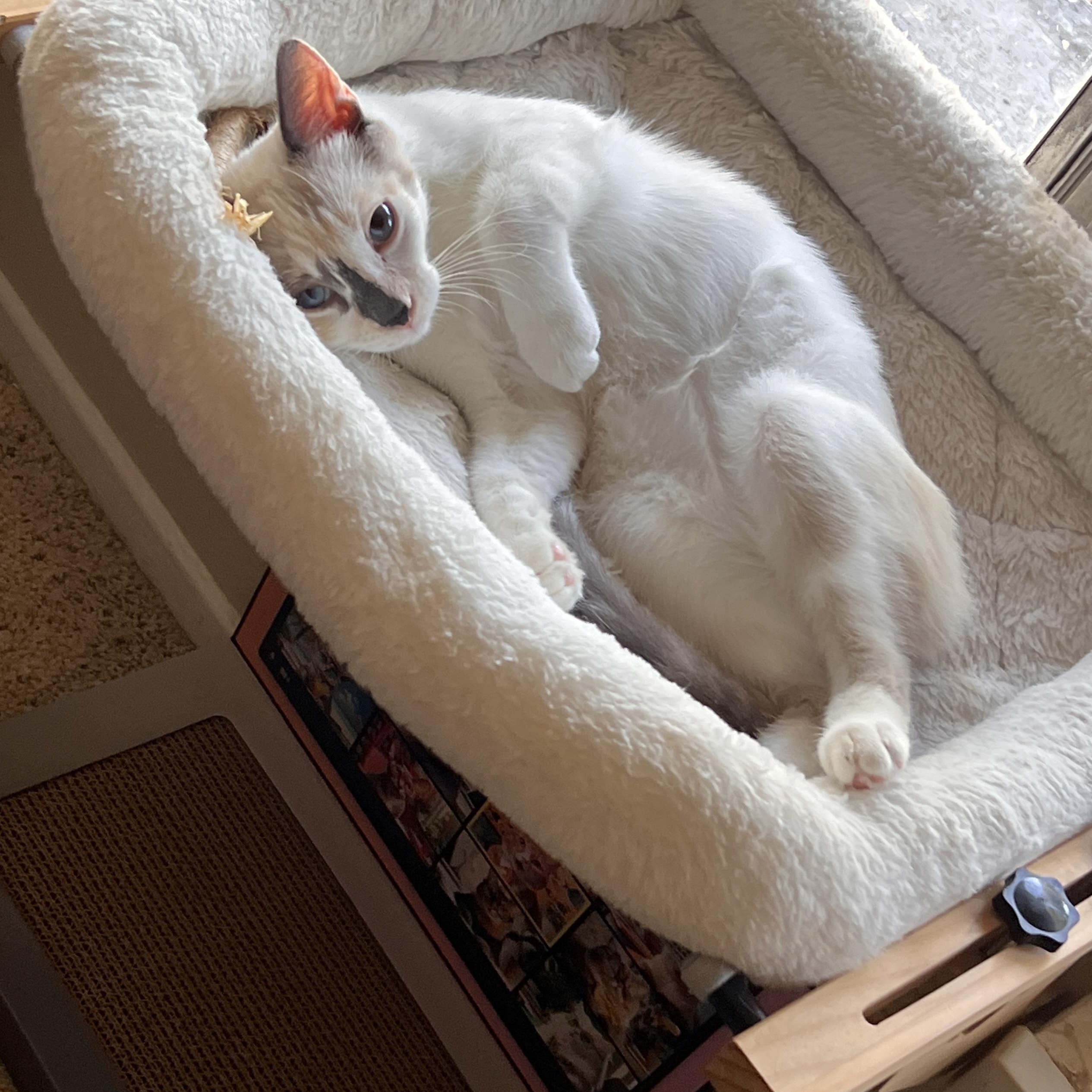 Enlarge Trini, a Adoptable Siamese in Santa Ana, CA image 2/6