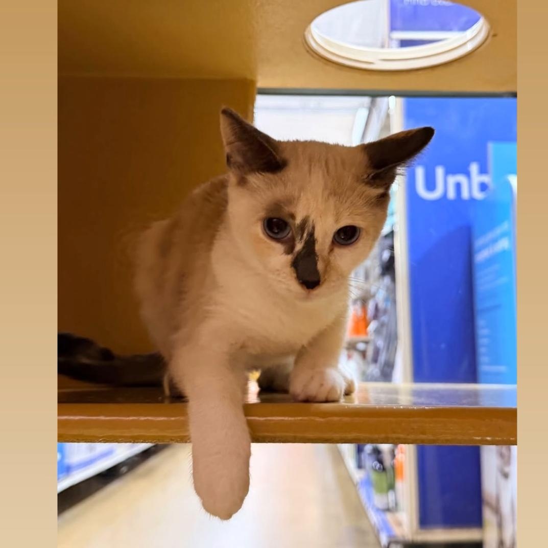 Enlarge Trini, a Adoptable Siamese in Santa Ana, CA image 6/6