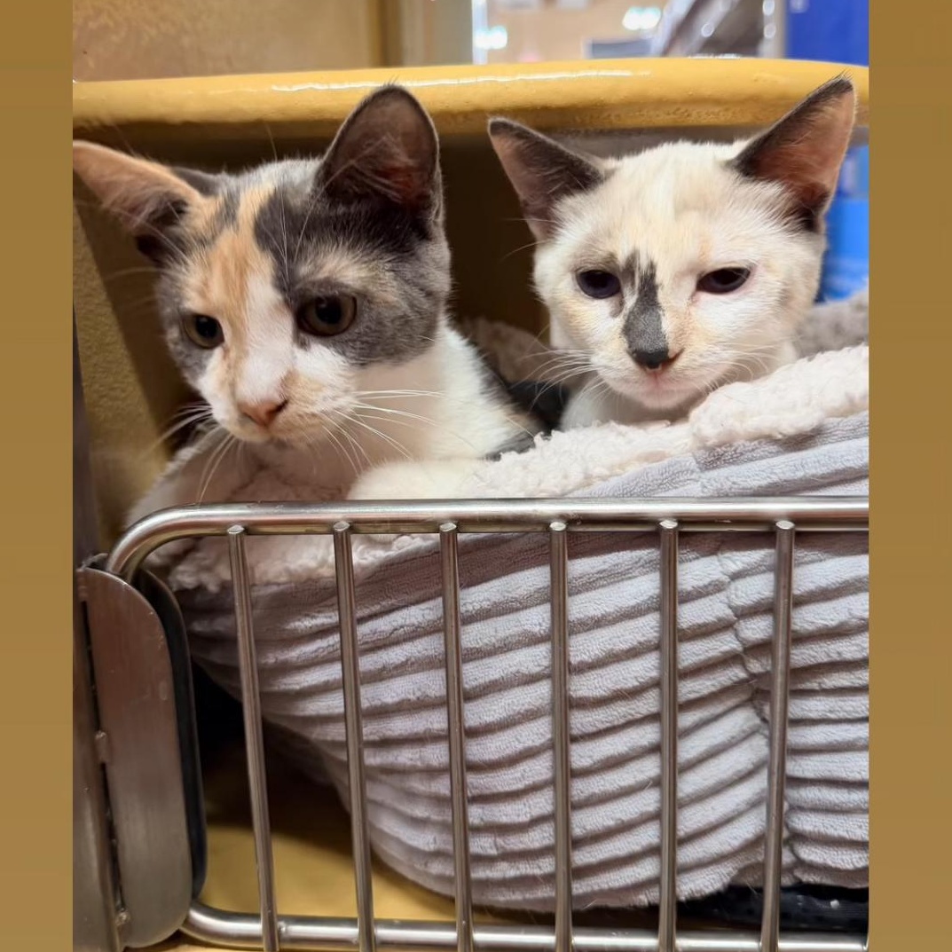 Enlarge Trini, a Adoptable Siamese in Santa Ana, CA image 5/6
