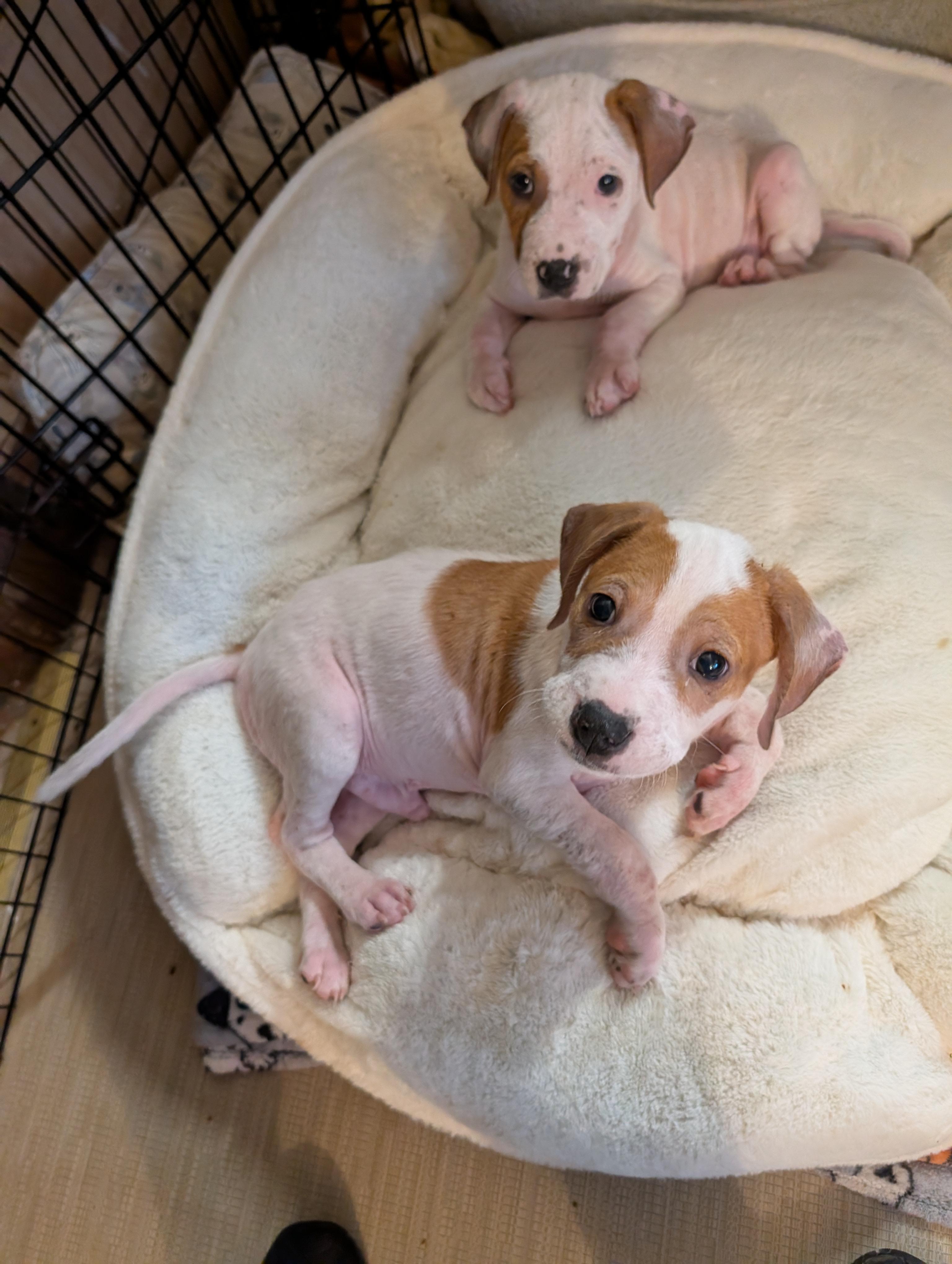 JON SNOW , a ADOPTABLE mixed breed in Browns Mills, NJ image 2/3