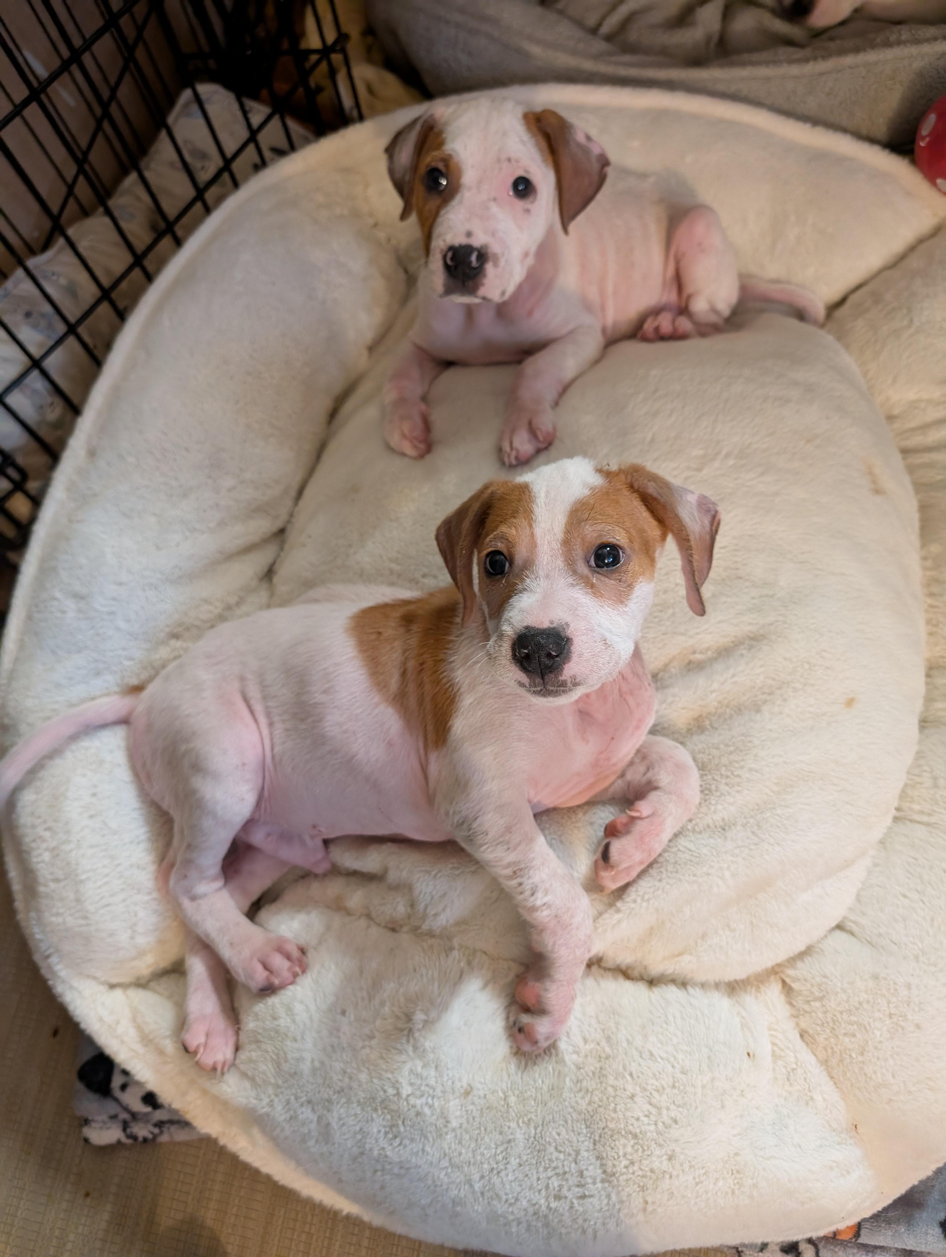 JON SNOW , a ADOPTABLE mixed breed in Browns Mills, NJ image 3/3