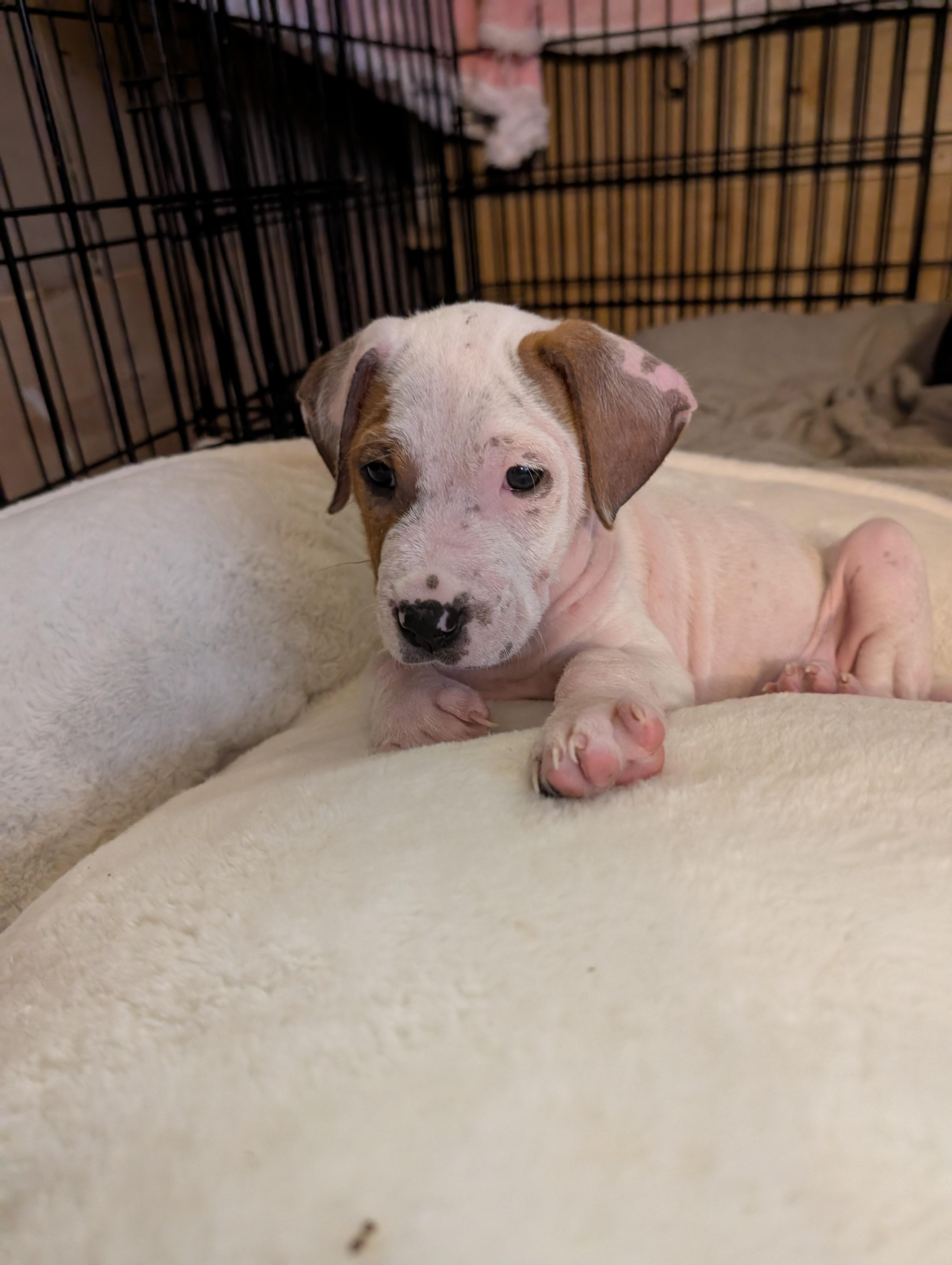 JON SNOW , ADOPTABLE, Puppy Male Hound.