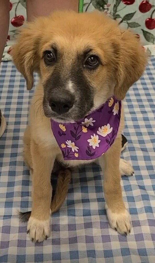 Dory (AL), Adoptable, Puppy Female Anatolian Shepherd & Great Pyrenees.