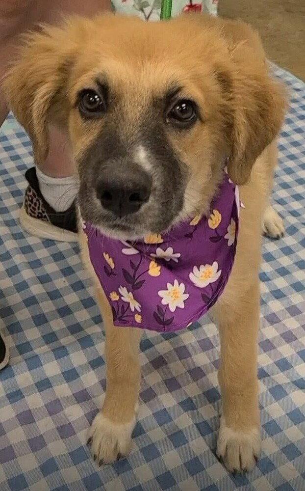 Enlarge Dory (AL), a Adoptable mixed breed in New York, NY image 2/3