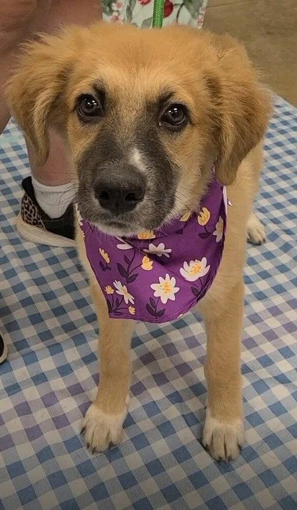 Enlarge Dory (AL), a Adoptable mixed breed in New York, NY image 3/3