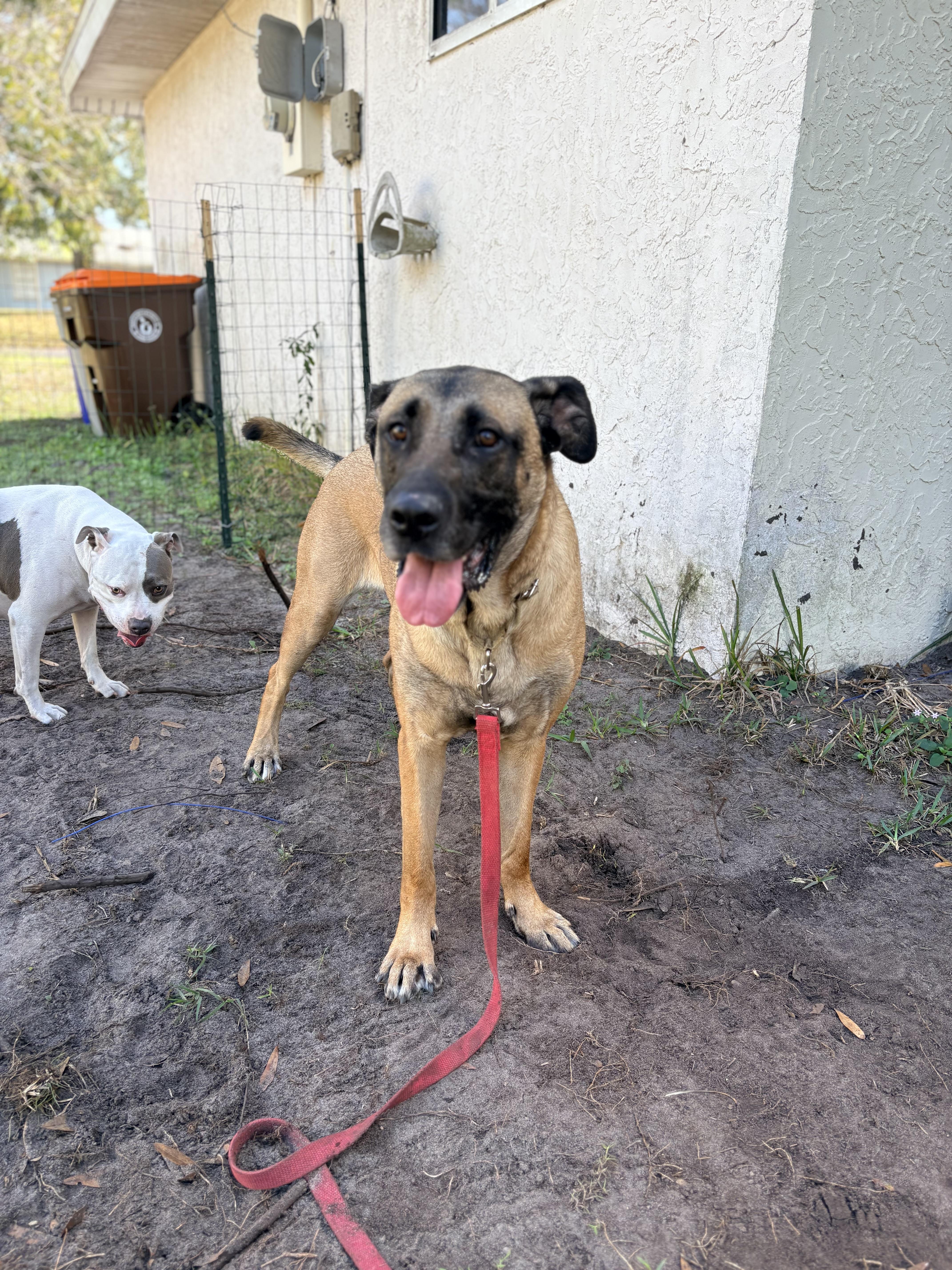 Enlarge Woody, a ADOPTABLE mixed breed in Port Saint Lucie, FL image 4/4