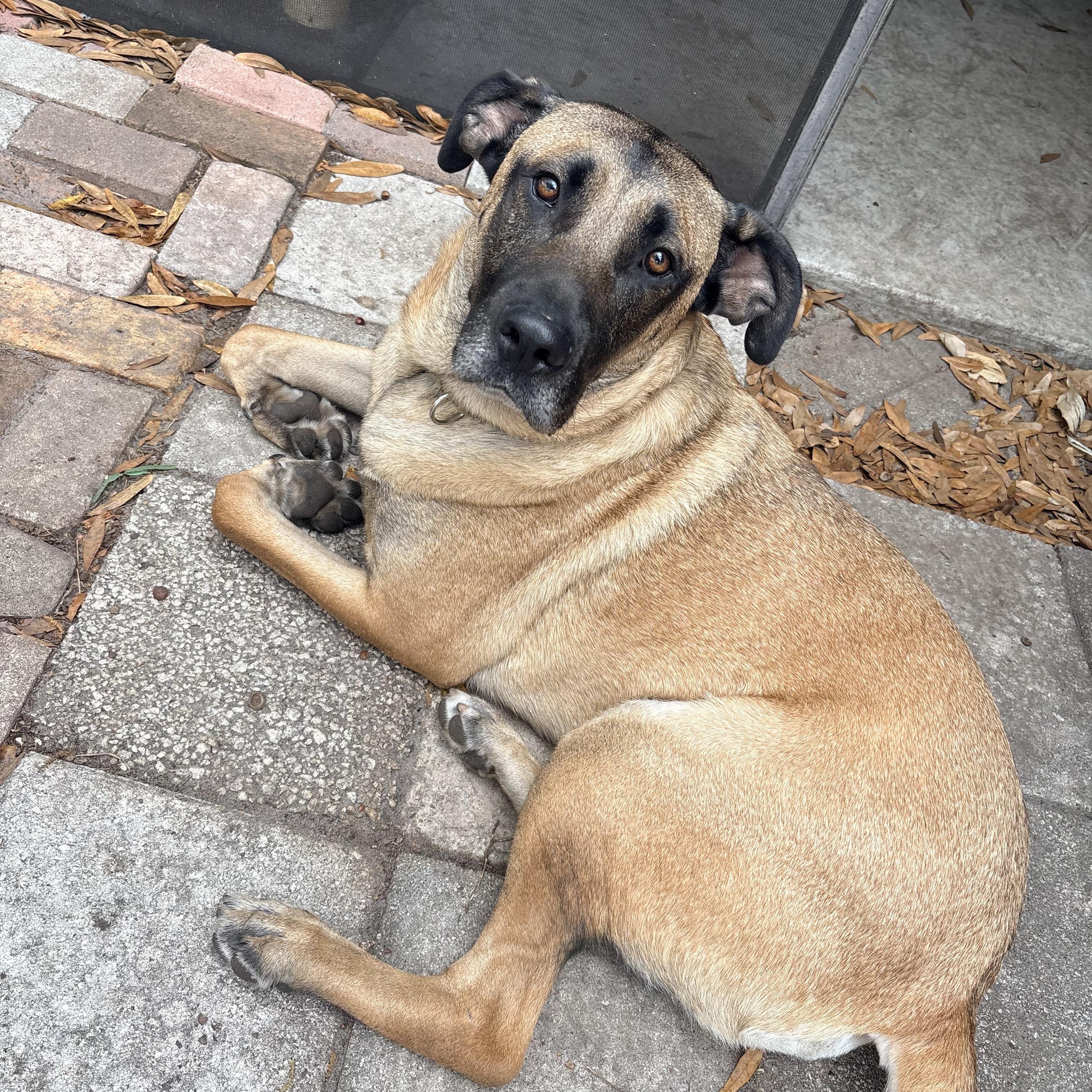 Woody, a ADOPTABLE mixed breed in Port Saint Lucie, FL image 2/6