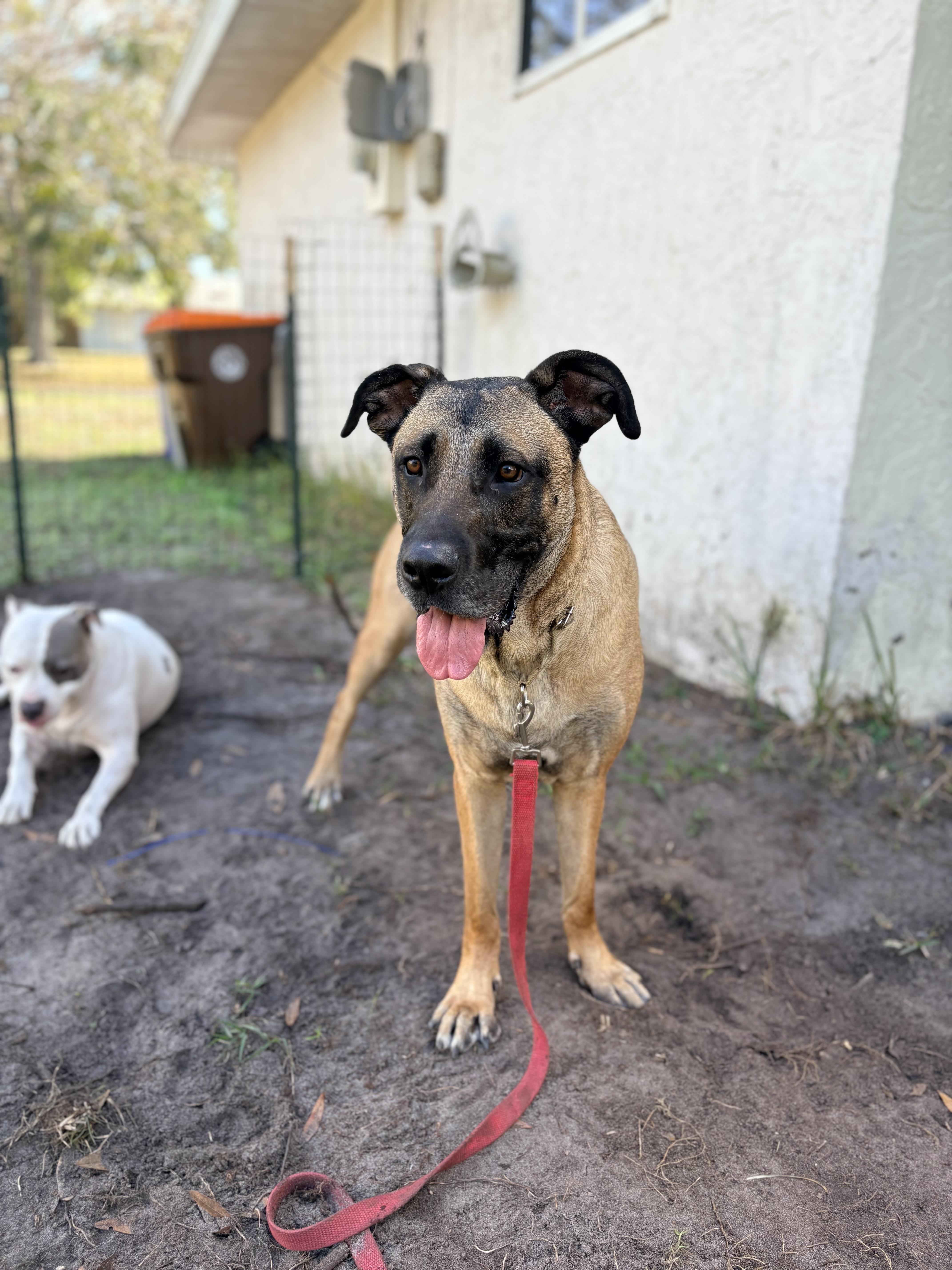 Enlarge Woody, a ADOPTABLE mixed breed in Port Saint Lucie, FL image 3/4
