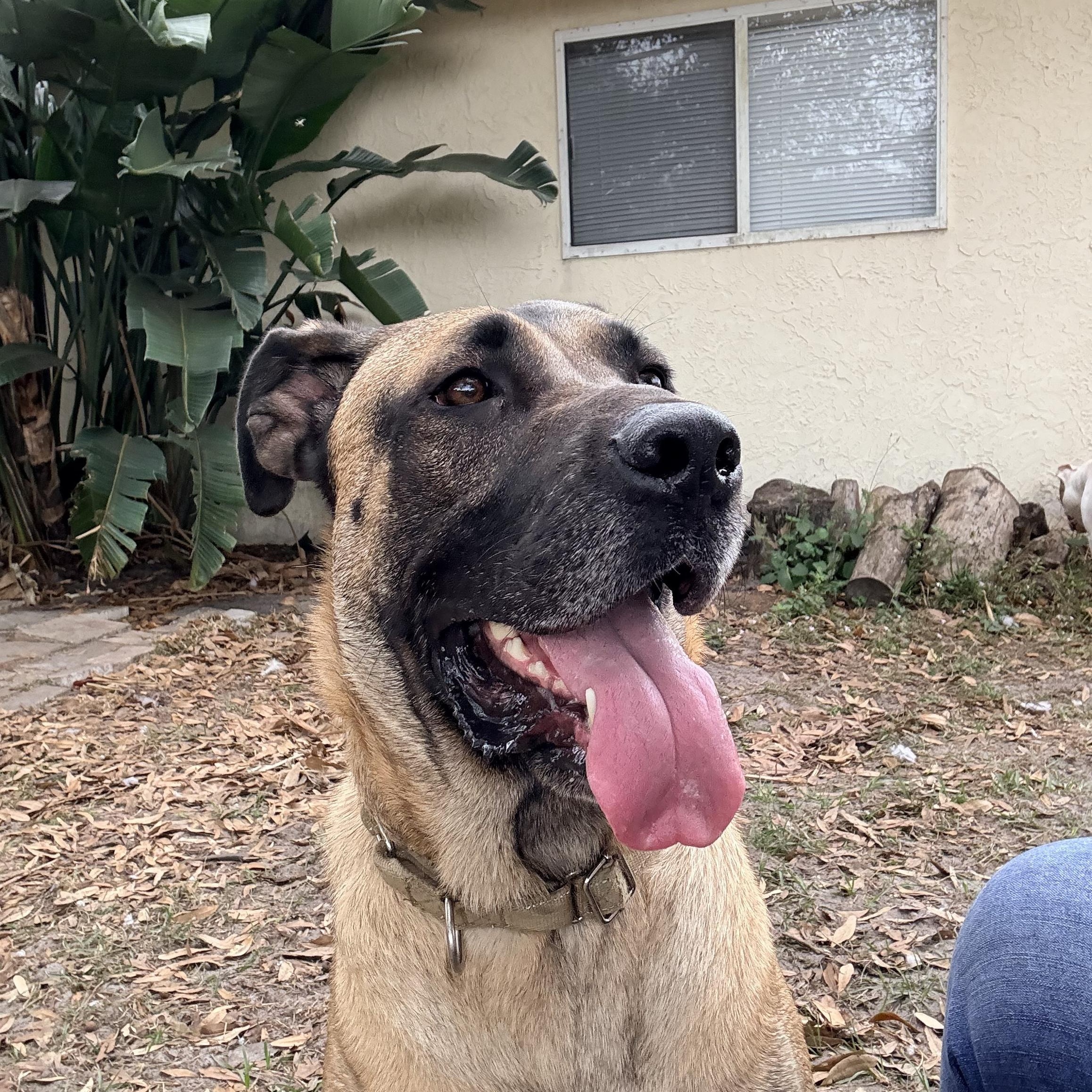 Woody, a ADOPTABLE mixed breed in Port Saint Lucie, FL image 6/6