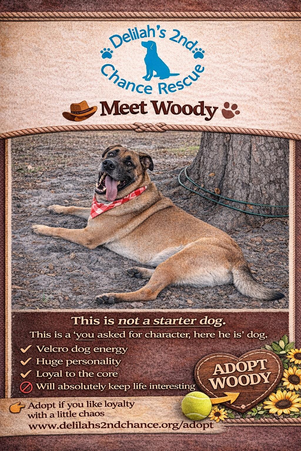 Woody, ADOPTABLE, Adult Male German Shepherd Dog & Mastiff.