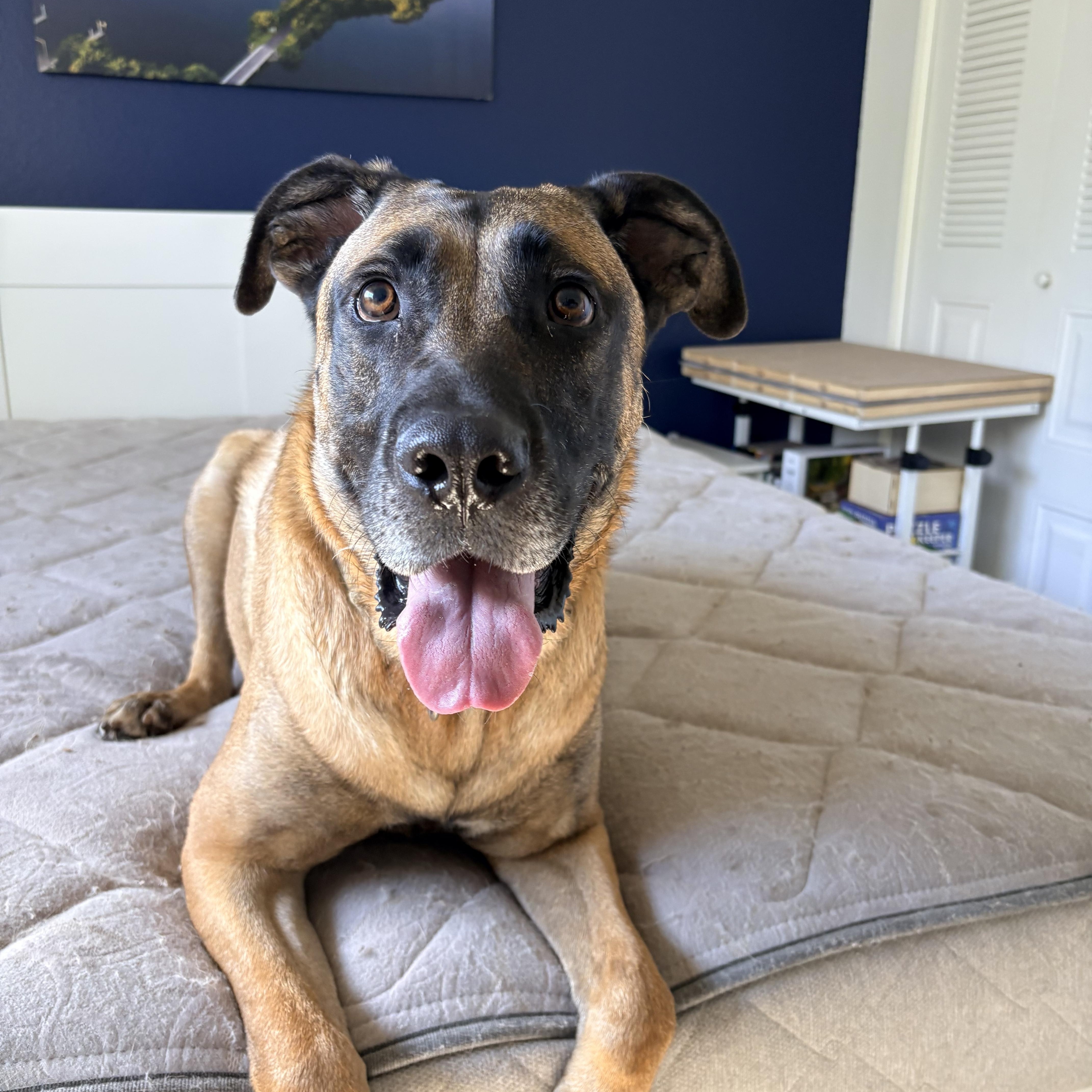 Woody, ADOPTABLE, Adult Male German Shepherd Dog & Mastiff.