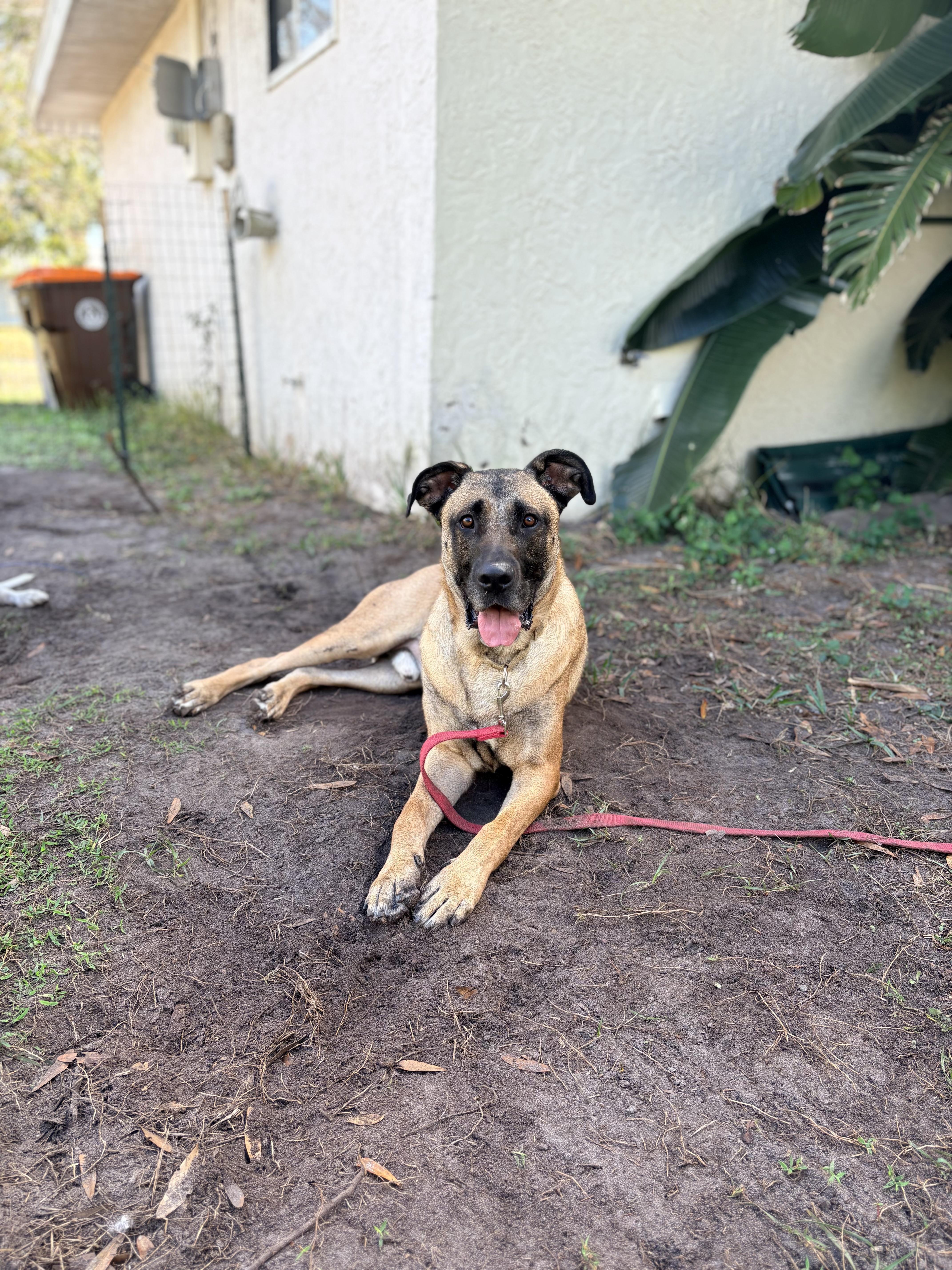 Enlarge Woody, a ADOPTABLE mixed breed in Port Saint Lucie, FL image 1/4