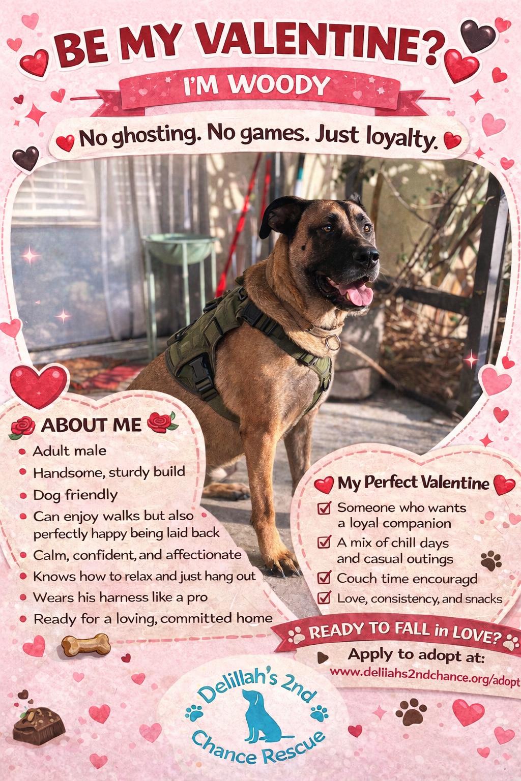 Woody, a ADOPTABLE mixed breed in Port Saint Lucie, FL image 1/6