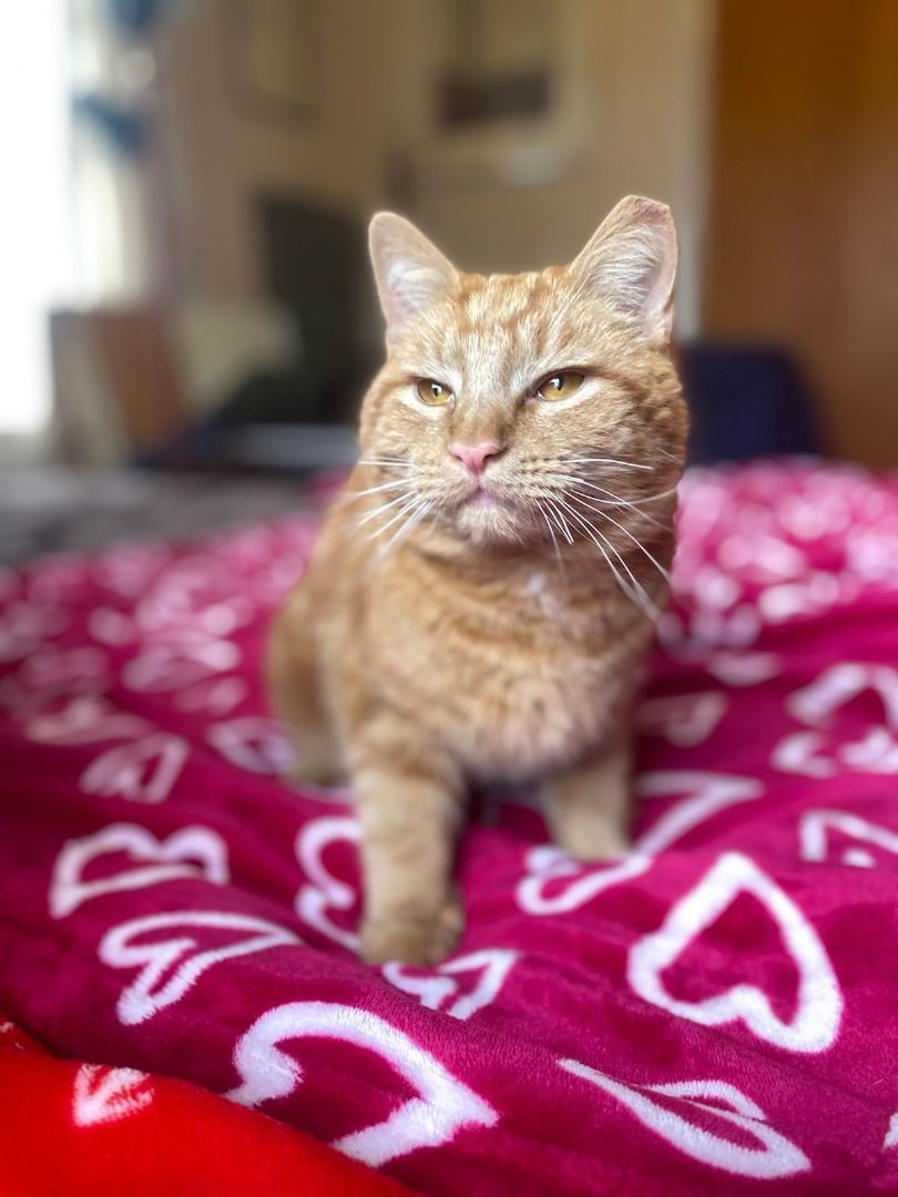 Ollie