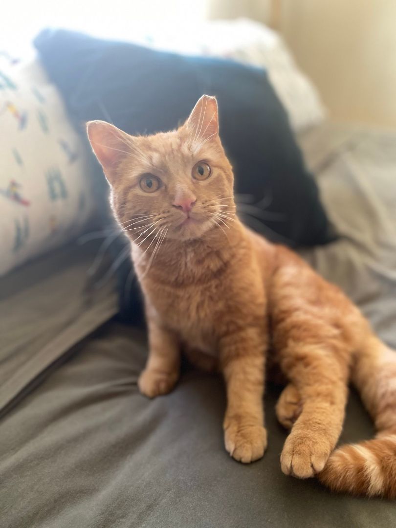 Ollie