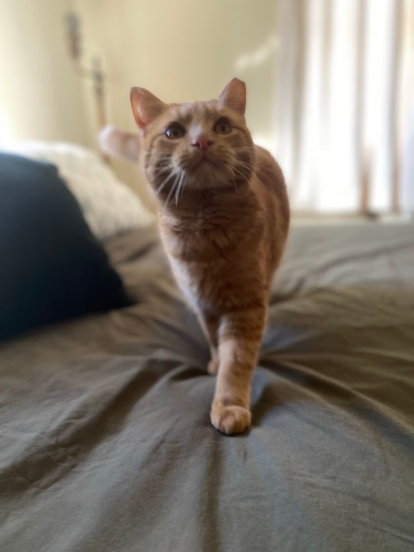 Ollie