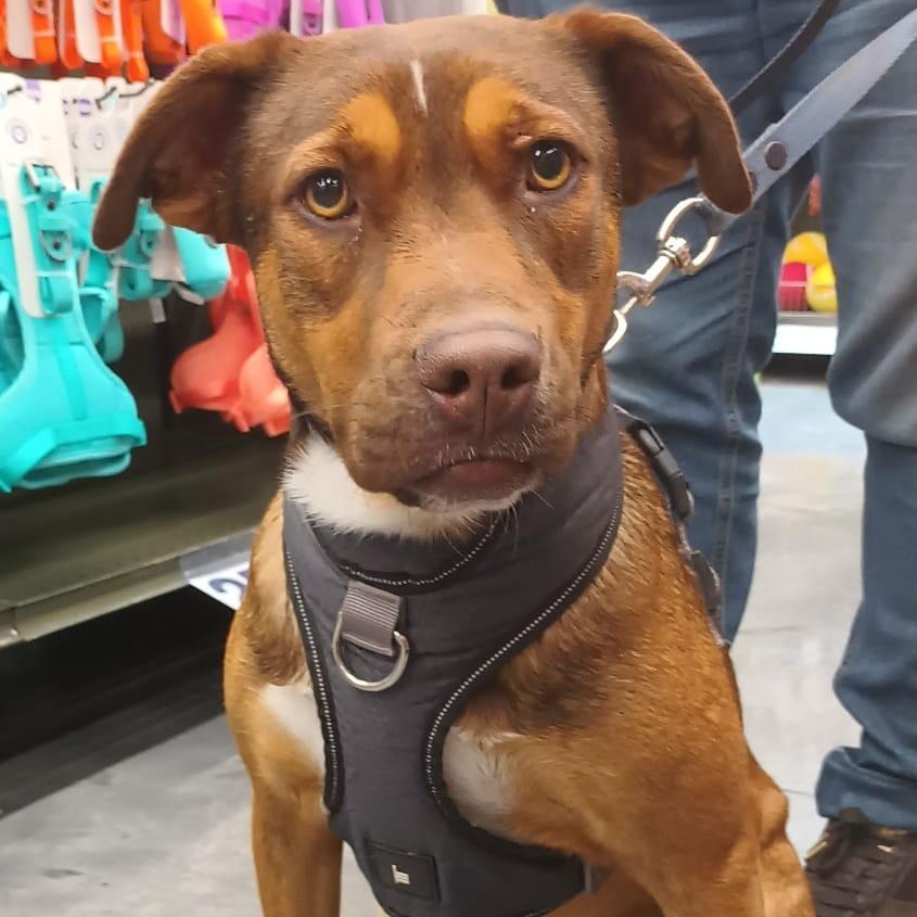 Romina, ADOPTABLE, Young Female Terrier.