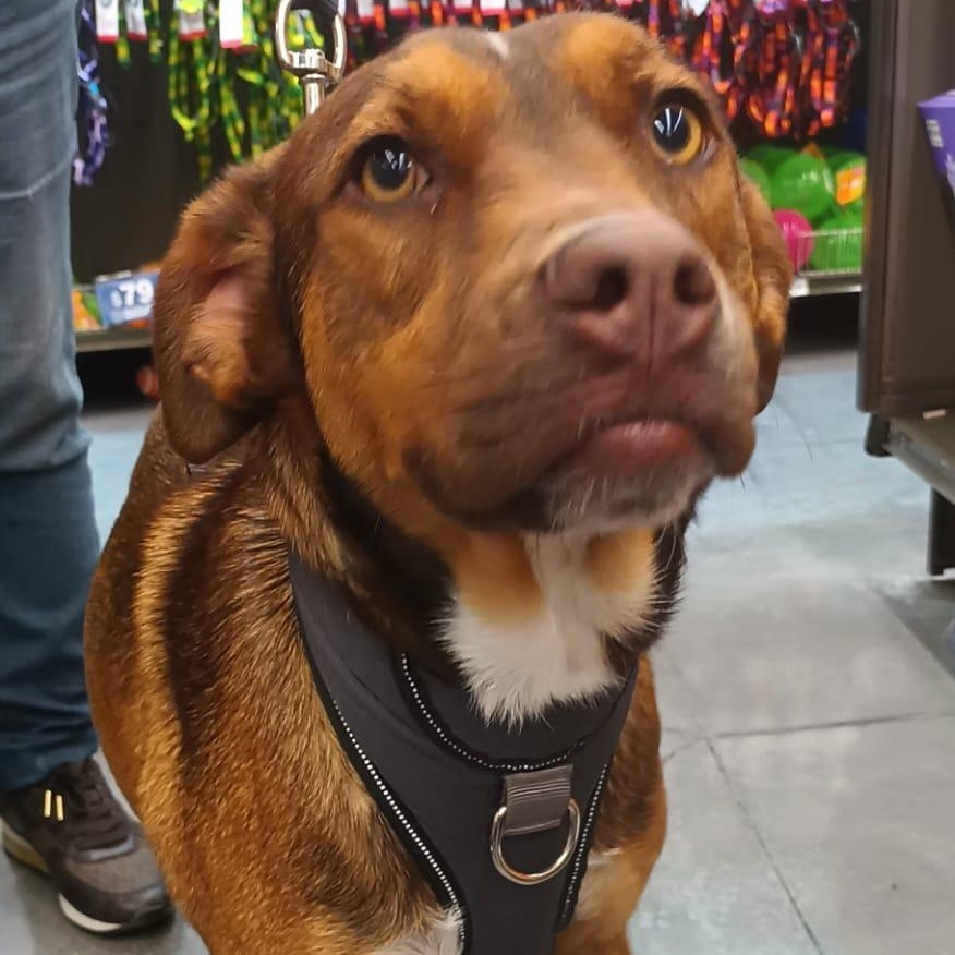 Romina, a ADOPTABLE mixed breed in San Diego, CA image 2/6