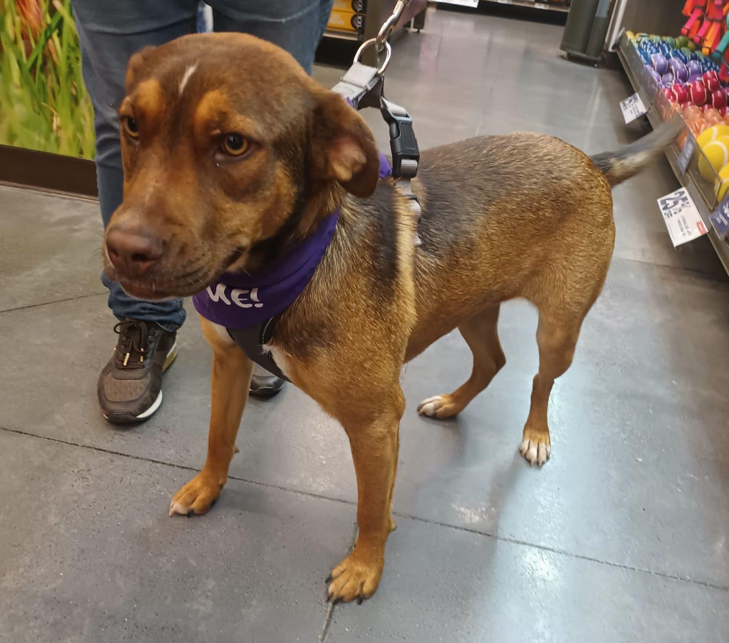 Romina, a ADOPTABLE mixed breed in San Diego, CA image 3/6