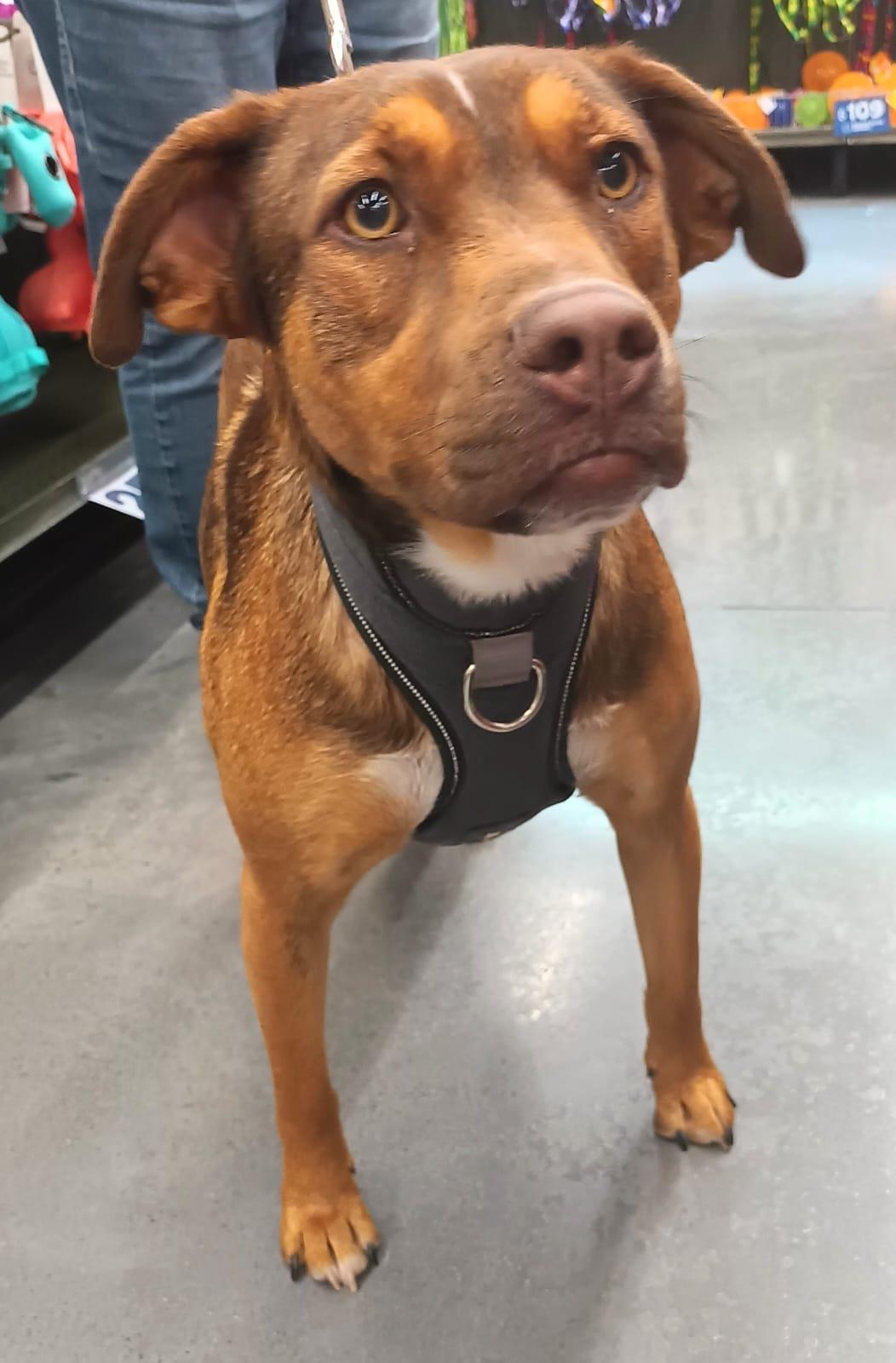 Romina, a ADOPTABLE mixed breed in San Diego, CA image 4/6