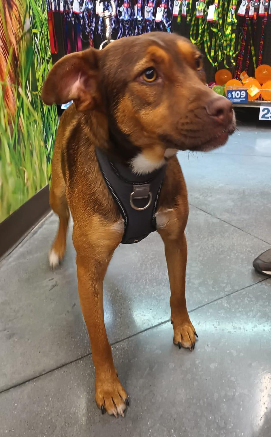 Romina, a ADOPTABLE mixed breed in San Diego, CA image 5/6