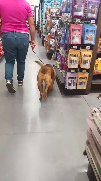 Enlarge Romina, a ADOPTABLE mixed breed in San Diego, CA video 6/6