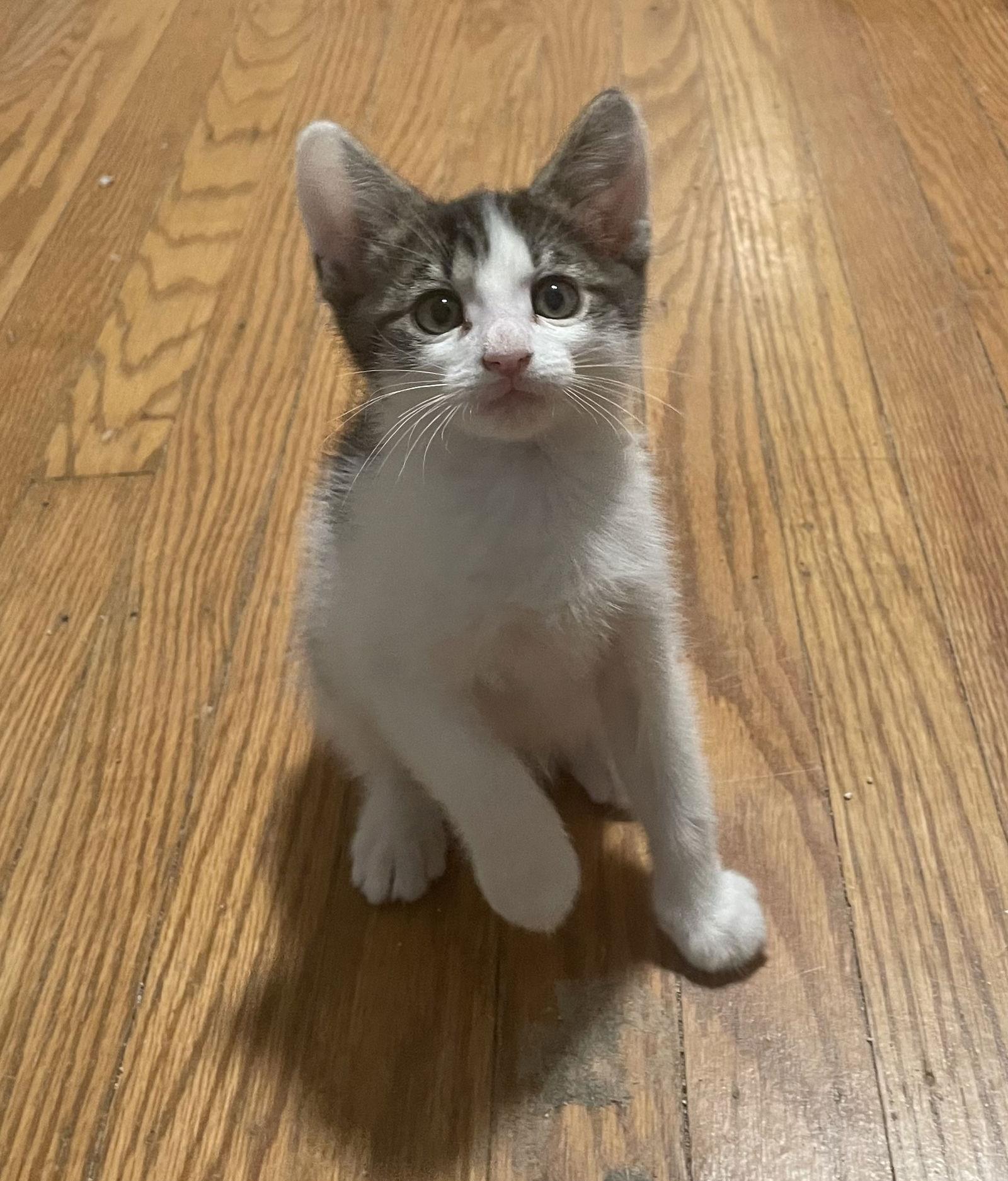 Lightning, Adoptable, Young Male Domestic Short Hair.