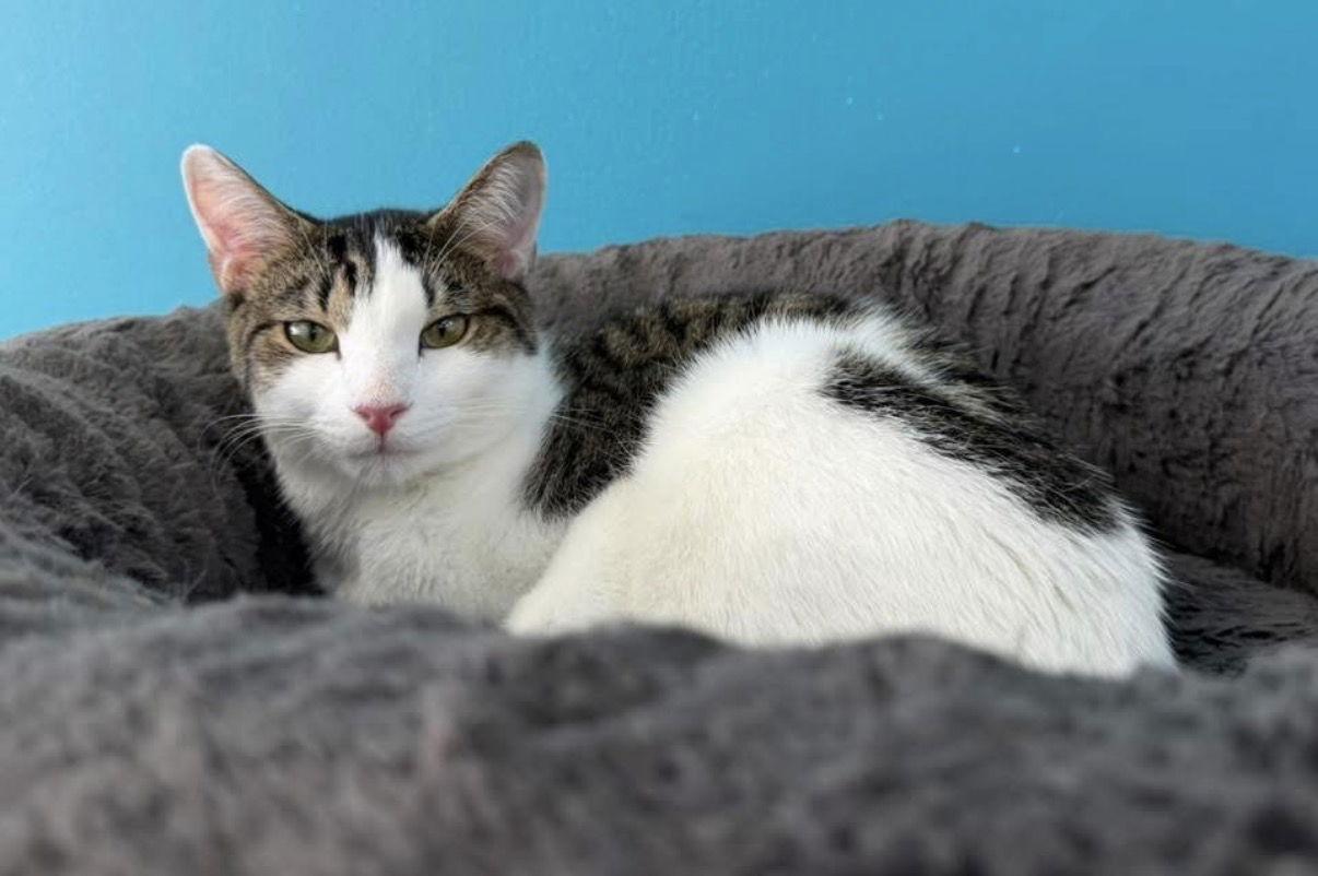 Enlarge Lightning, a Adoptable Domestic Short Hair in Newtown Square, PA image 1/3