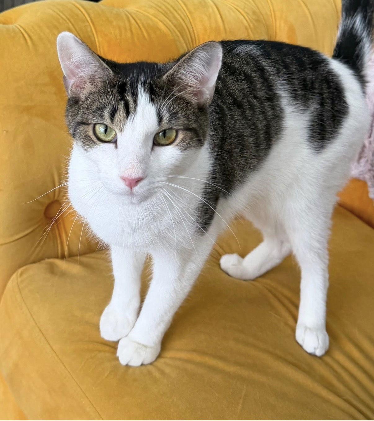 Enlarge Lightning, a Adoptable Domestic Short Hair in Newtown Square, PA image 2/3