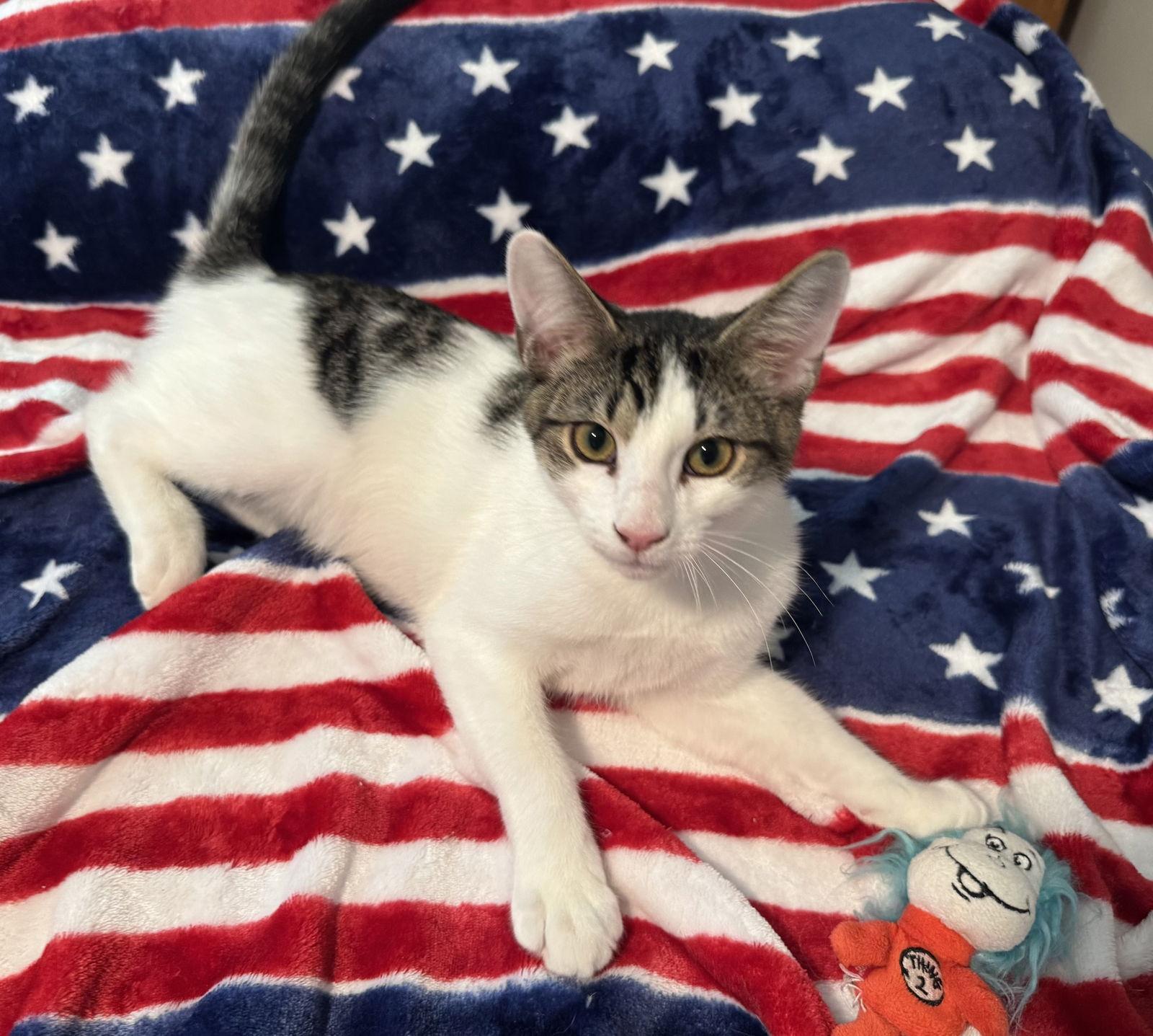 Lightning, Adoptable, Young Male Domestic Short Hair.