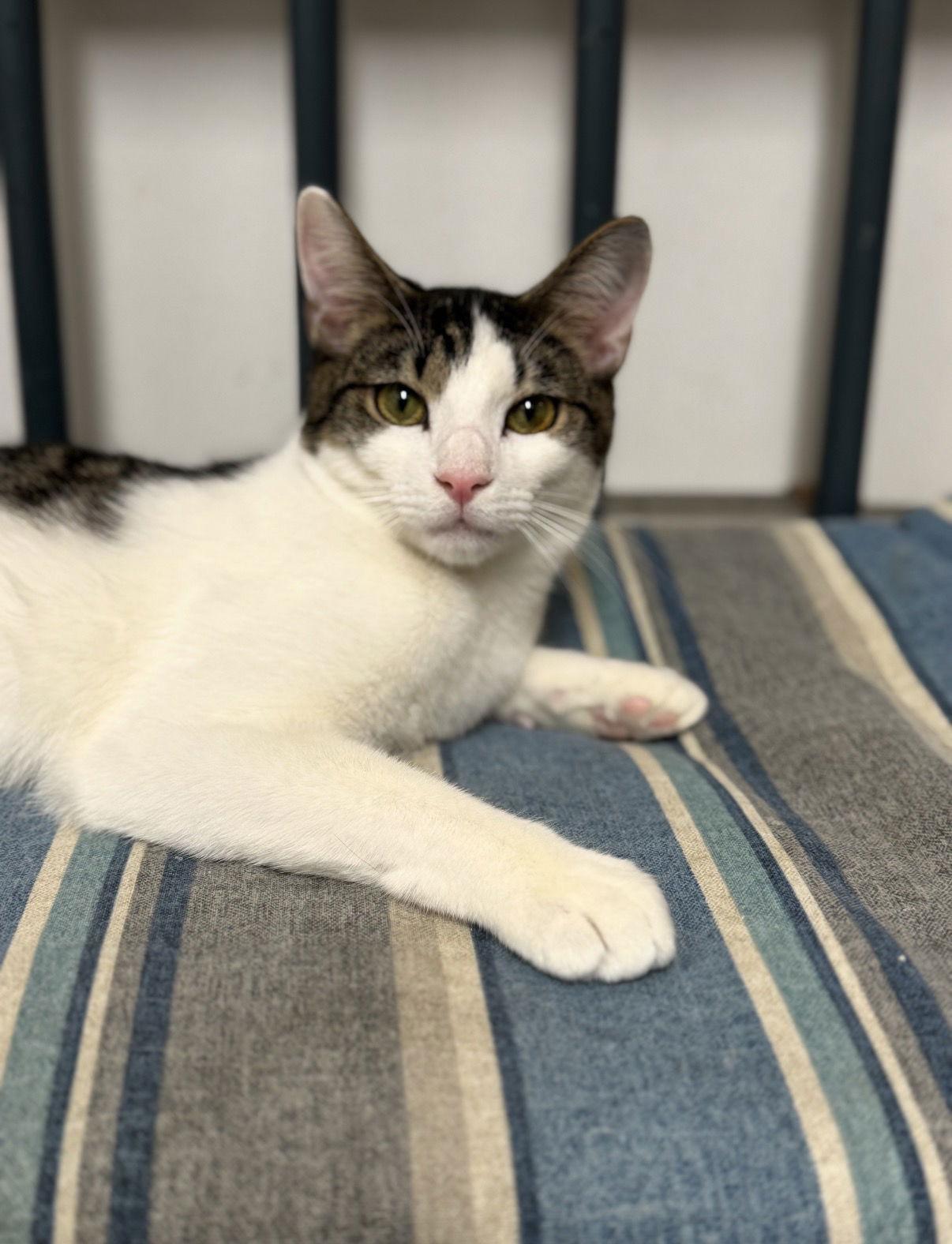 Lightning, a Adoptable Domestic Short Hair image 2/3