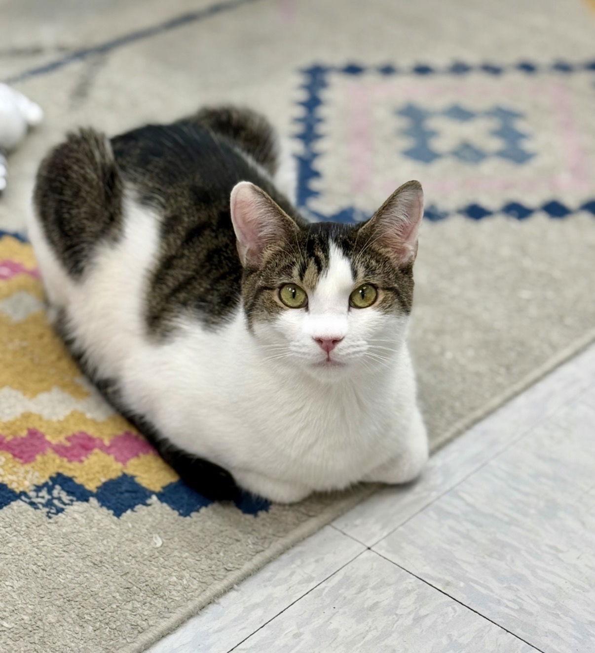 Enlarge Lightning, a Adoptable Domestic Short Hair in Newtown Square, PA image 3/3