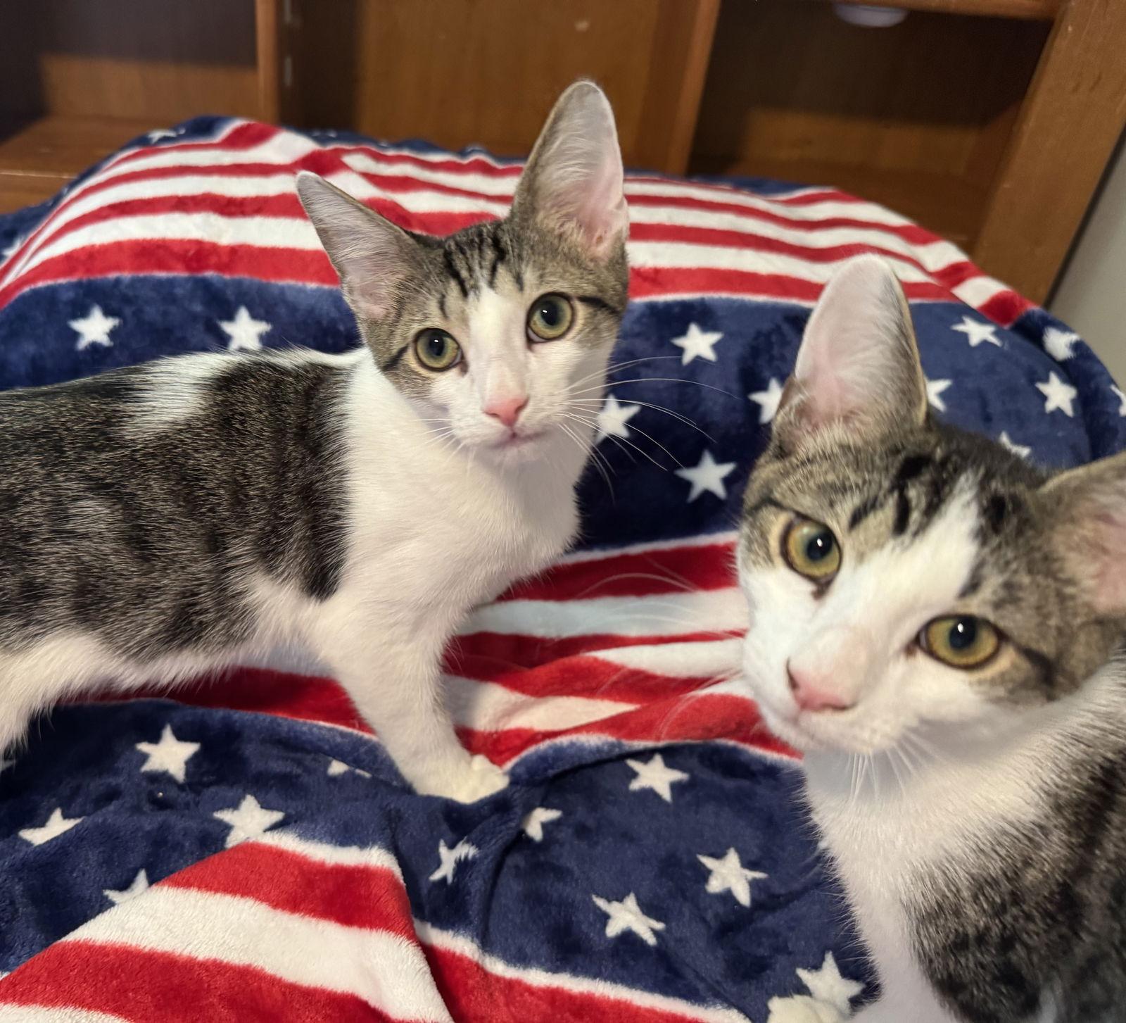 Enlarge Lightning, a Adoptable Domestic Short Hair in Newtown Square, PA image 3/3