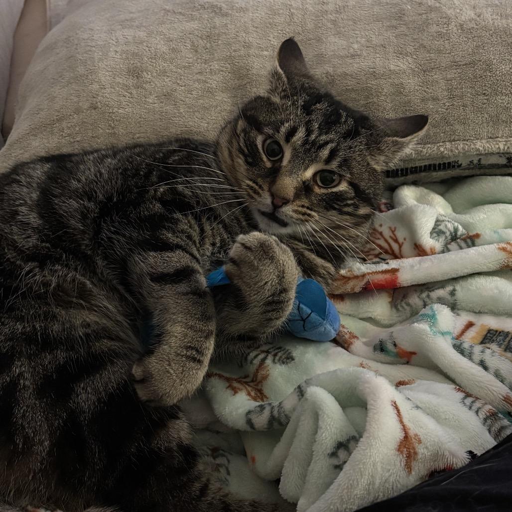 Locomotive - I'm in a foster home! Call to meet with me!, Adoptable, Senior Male Domestic Short Hair.