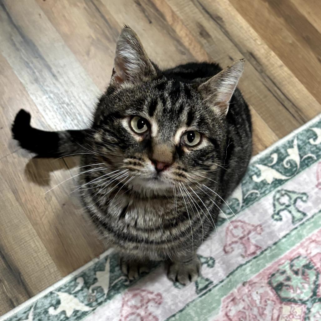 Locomotive: I'm in a foster home! Call to meet with me!, Adoptable, Senior Male Domestic Short Hair.