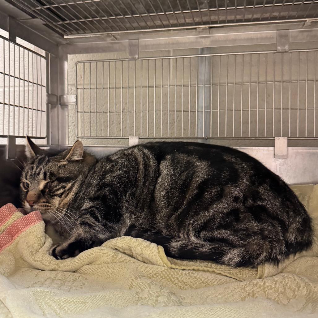 Locomotive: I'm in a foster home! Call to meet with me!, Adoptable, Senior Male Domestic Short Hair.