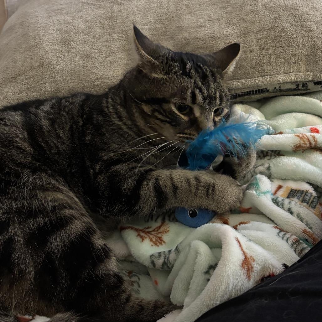 Enlarge Locomotive - I'm in a foster home! Call to meet with me!, a Adoptable Domestic Short Hair in Bristol, IN image 3/6