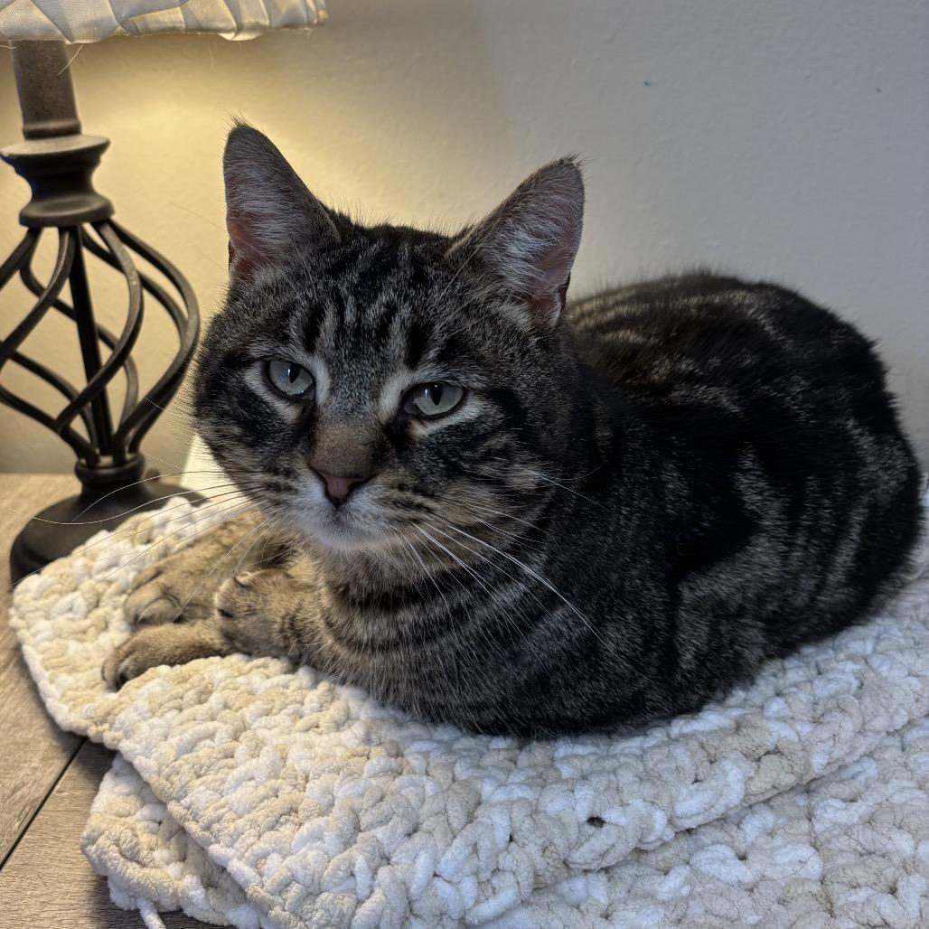 Enlarge Locomotive - I'm in a foster home! Call to meet with me!, a Adoptable Domestic Short Hair in Bristol, IN image 4/6